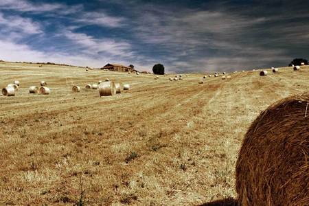 A hay field in Calcata