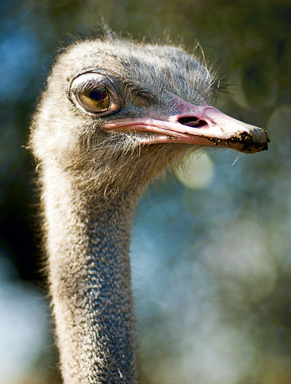 Ollie Ostrich