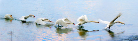 Swan taking flight