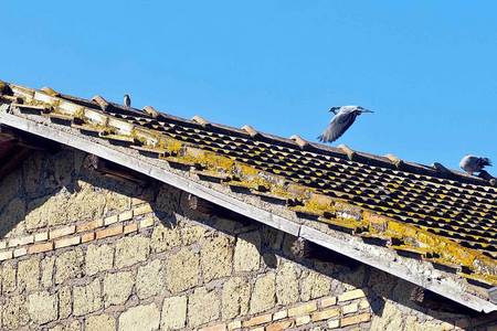 Pigeon fly by