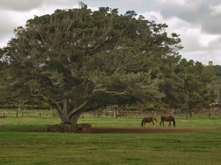 Oahu, on the North Shore